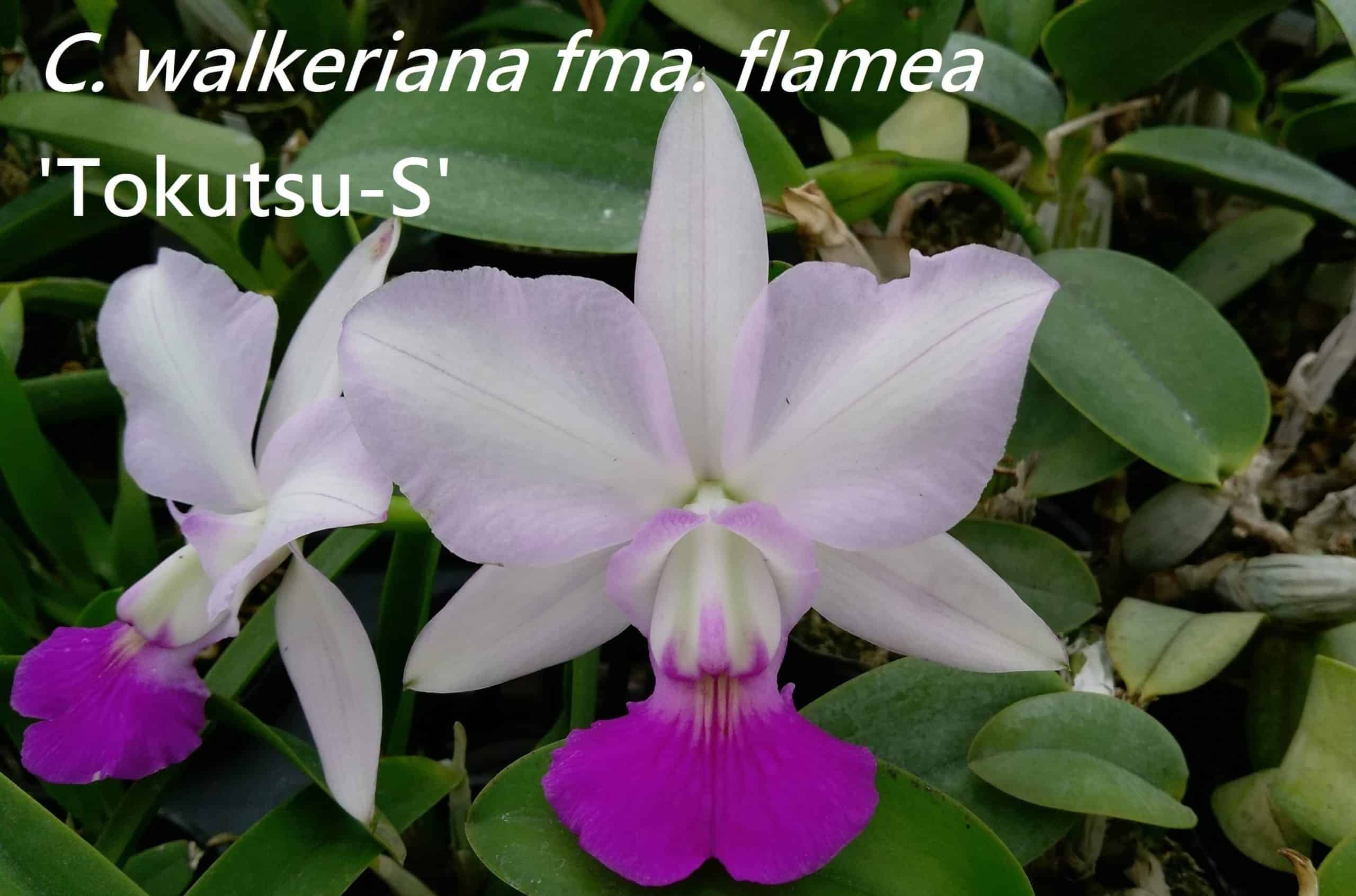 C. walkeriana var. semi-alba x sib ('Tokutsu-S' x 'Tancho' BM/JOGA)