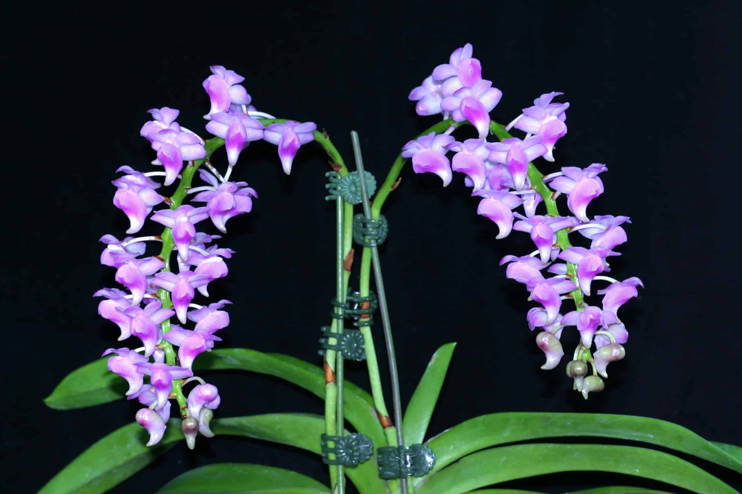 Aerides odorata (Pink x sib)