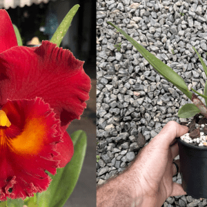 Rlc. Siam Red FLOWERING SIZE CLONE 120mm Pot